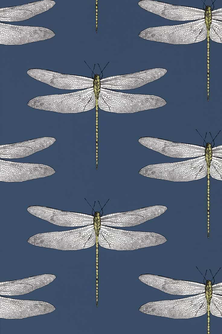 240 Dragonfly HD Wallpapers and Backgrounds