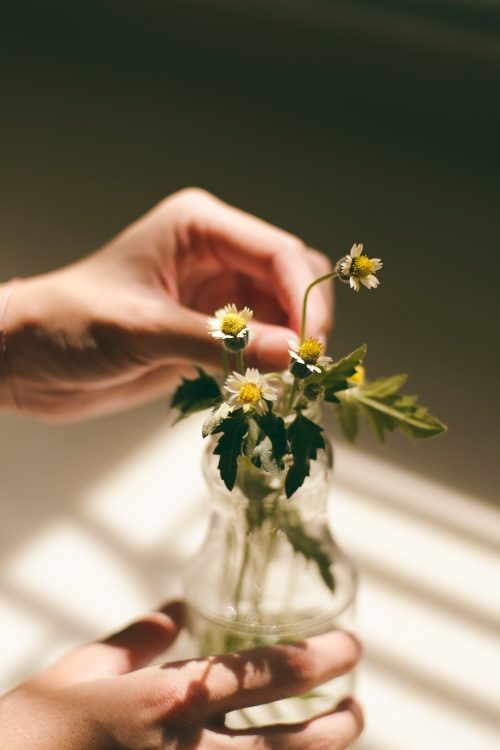 person’s hands holding white daisy flower’s leaf and clear glass vase