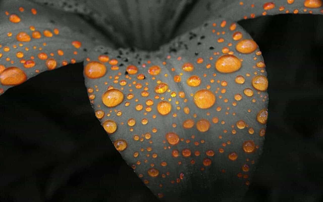 Color Drops Flower Photography
