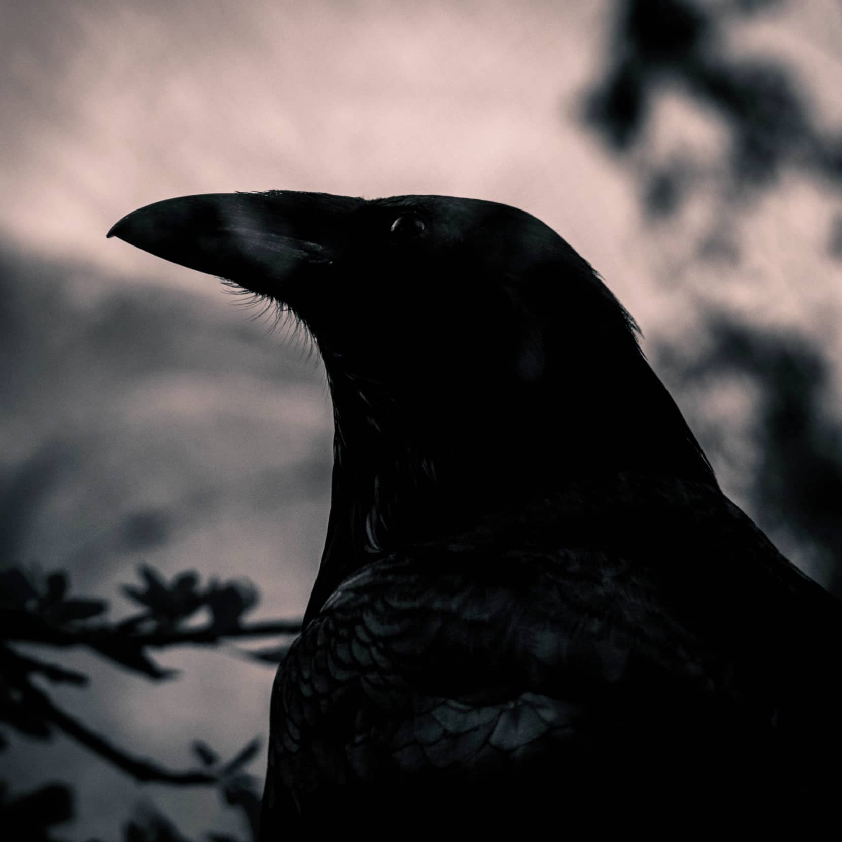 Photography | Raven – San Diego, Spring 2019