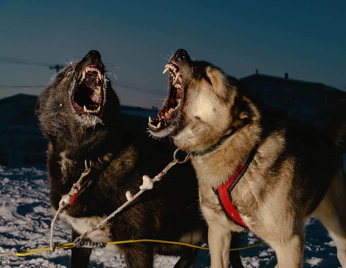 Polar Night Winter Photography by Mark Mahaney – Dogs