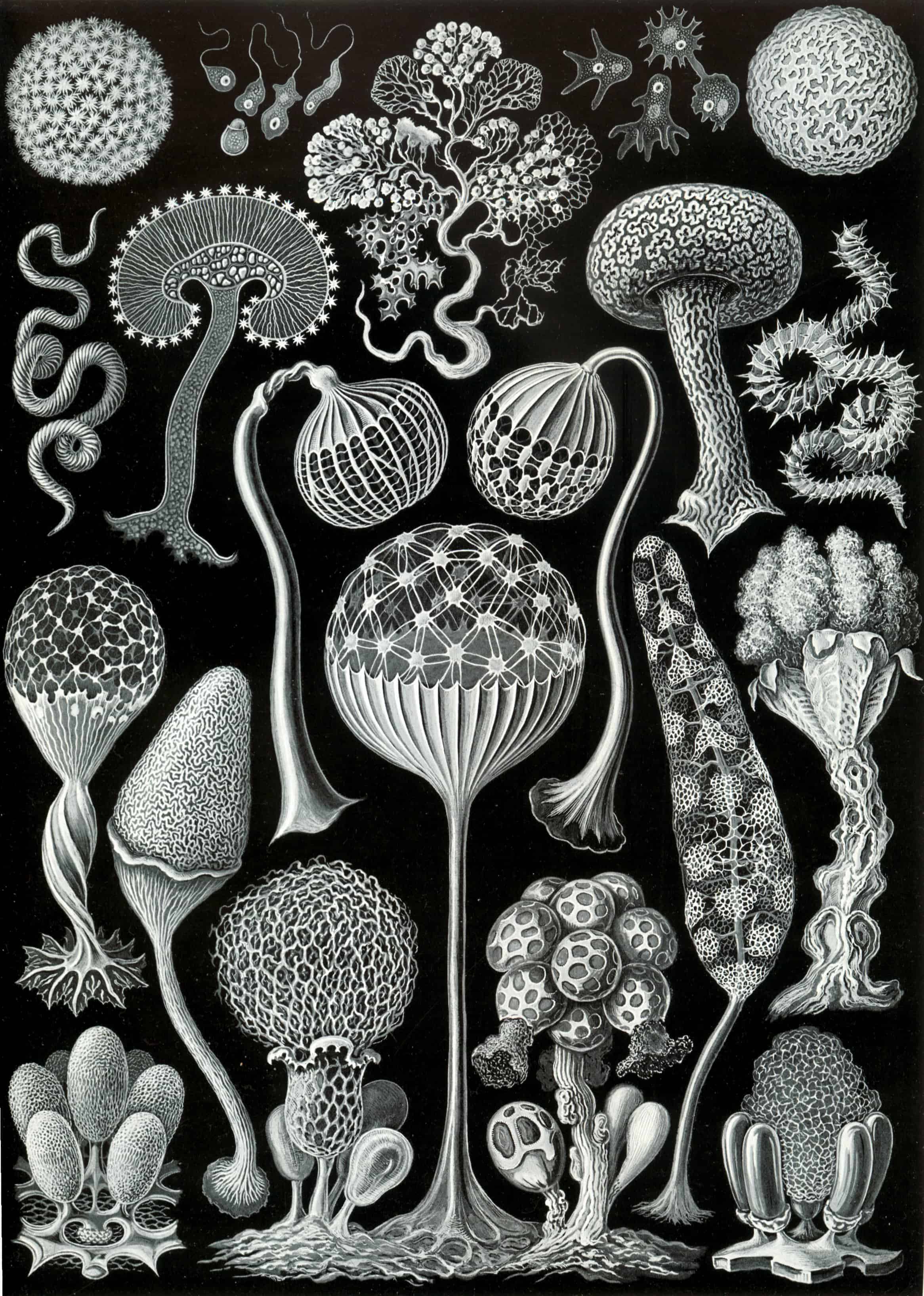 100 Beautiful Illustrations of Biologist Ernst Haeckel – Art …