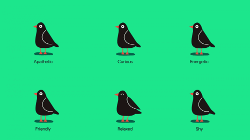 Spotify Pet Playlist Animated Illustrations – Bird