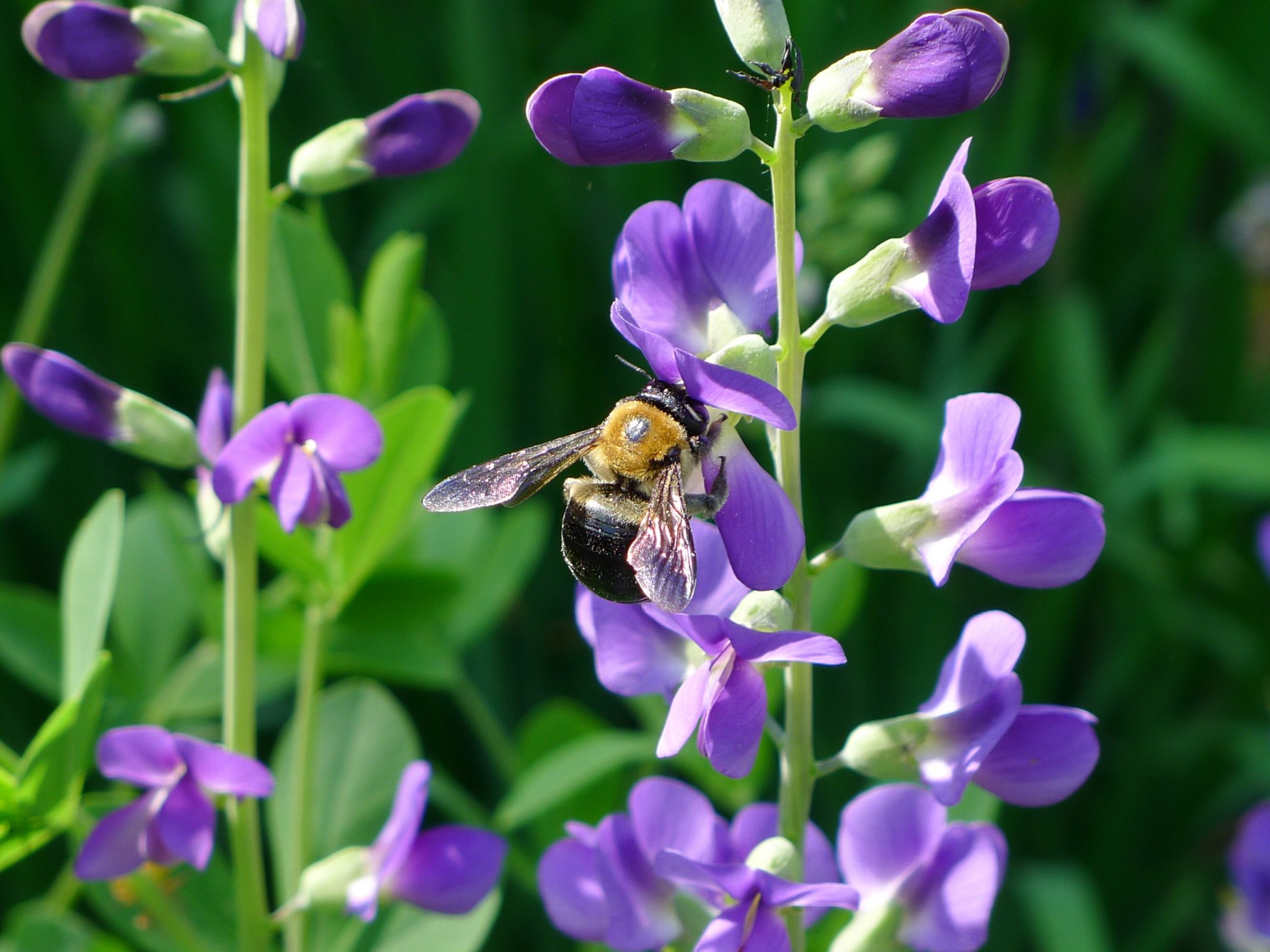 Know Your Bees  Greenstreet Gardens