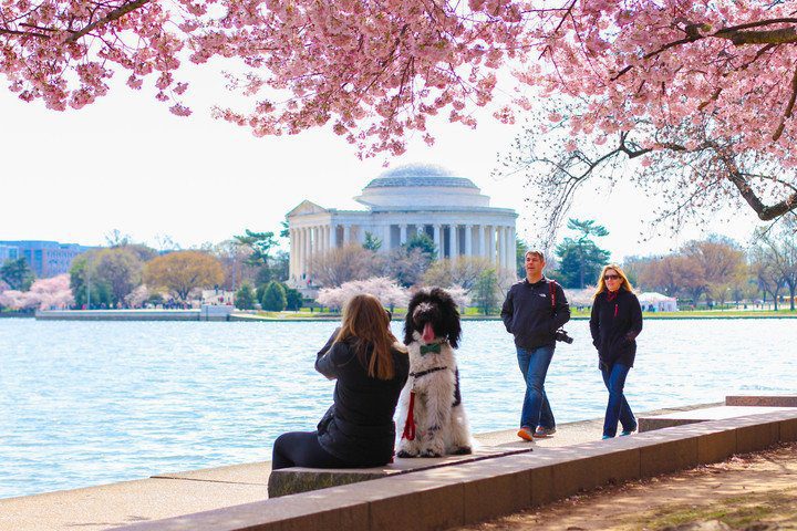 Ring in Spring at D.C.'s National Cherry Blossom Festival