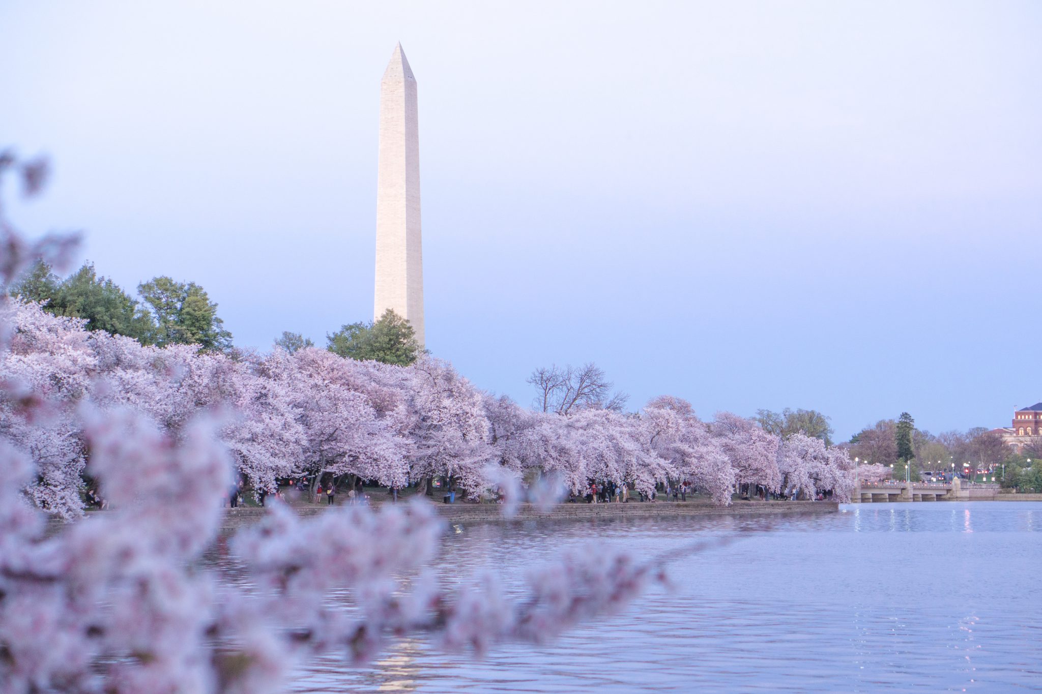 WASHINGTON NATIONALS 10TH SEASONS CHERRY BLOSSOM SKY BLUE PINK