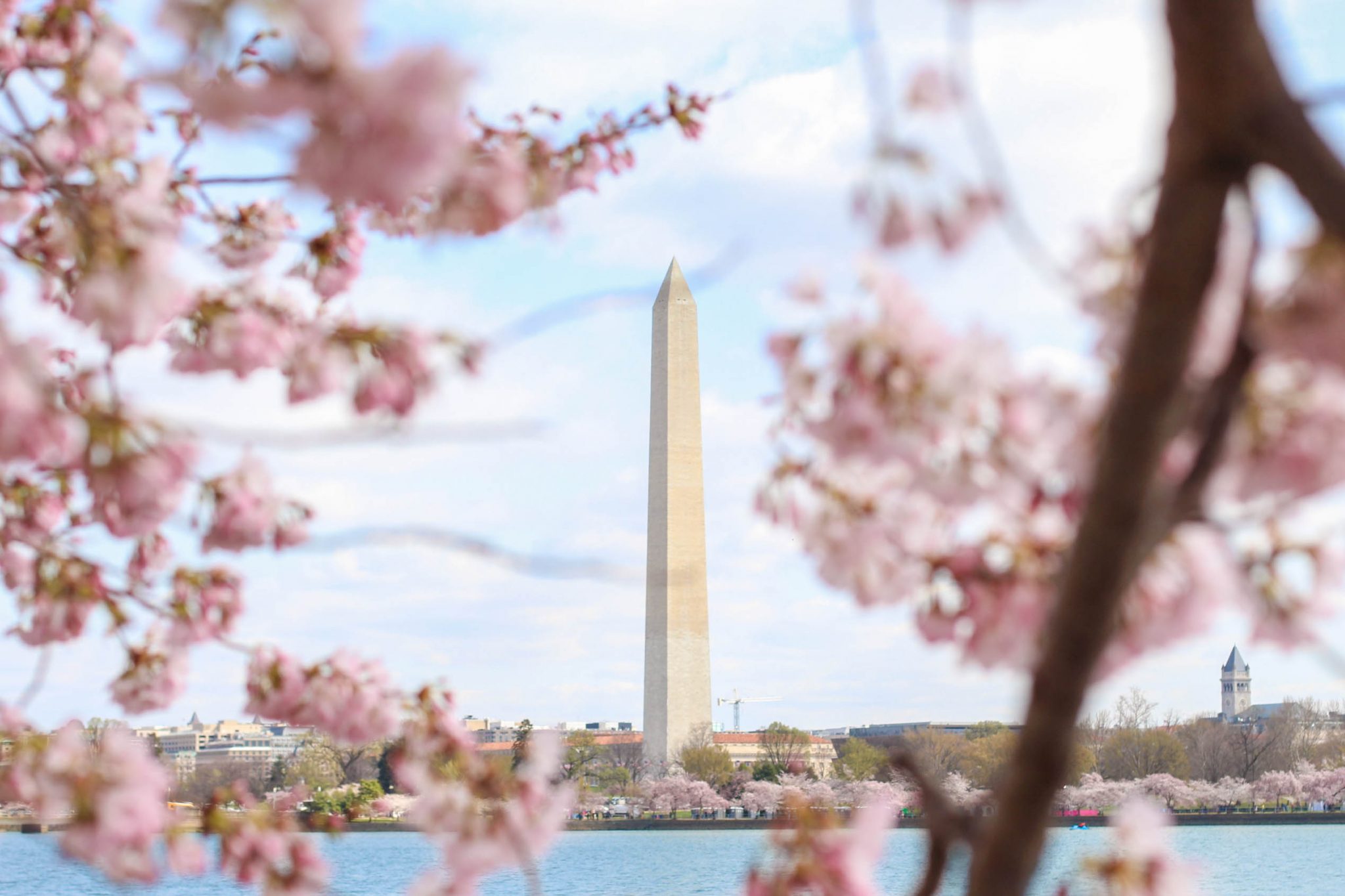 Experience Wonder and Beauty National Cherry Blossom Festival Returns