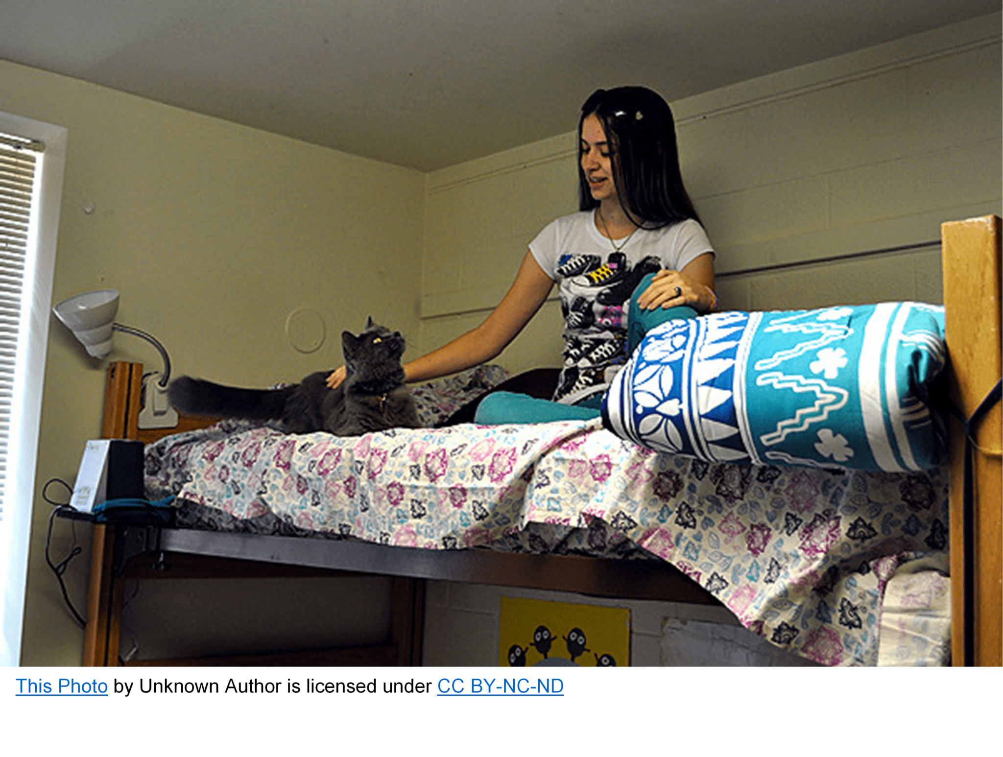 Guidance for Taking a Pet to College The ZebraGood News in Alexandria