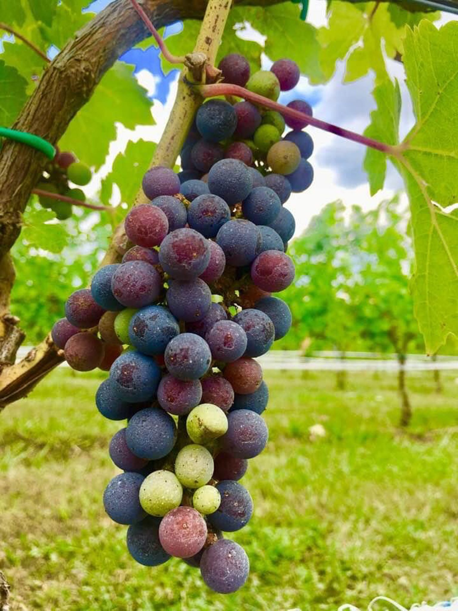 Every Day Is a WINEding Road With Cork and Keg Tours