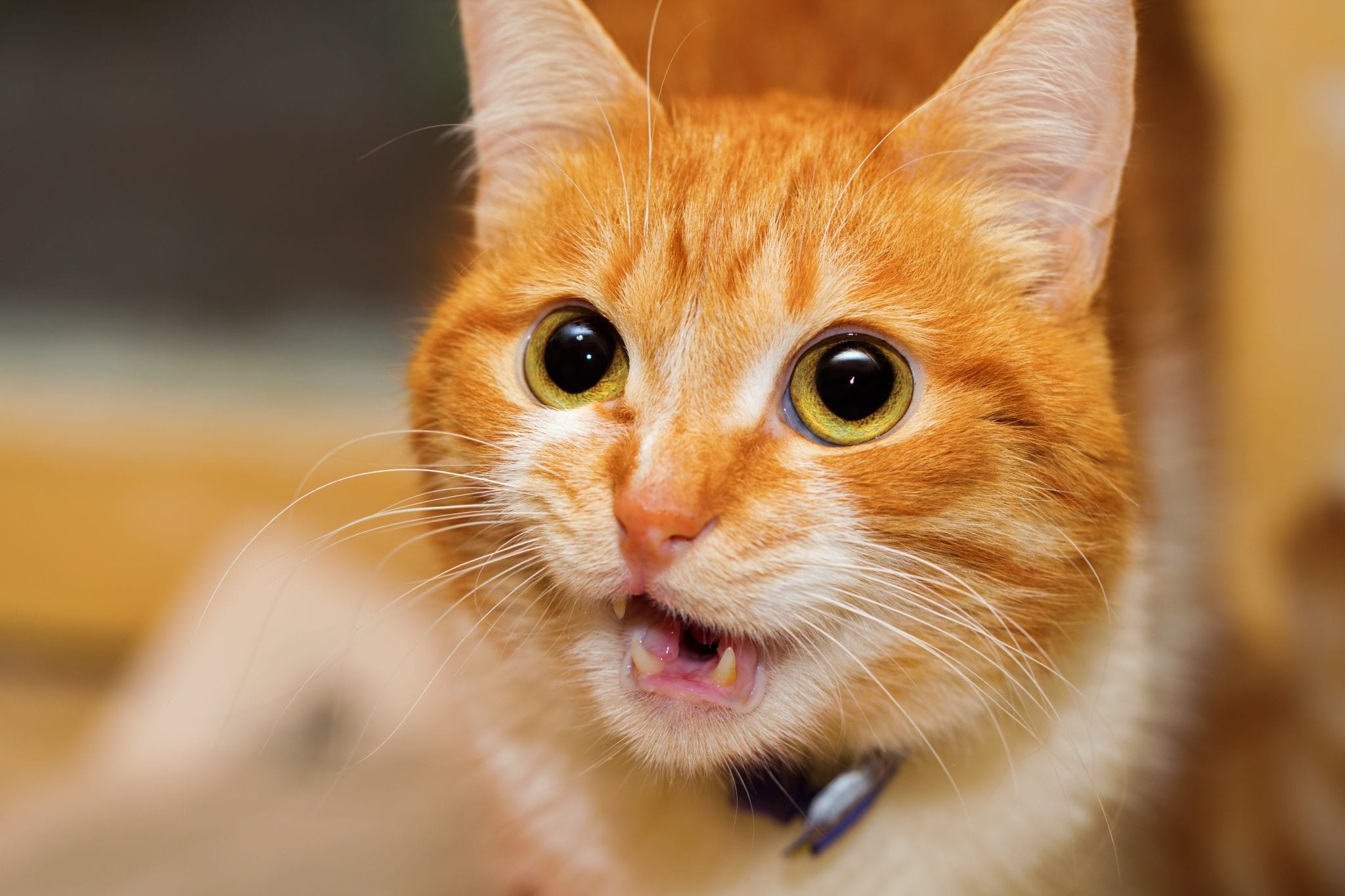 The Cat s Meow New App Helps Owners Translate Cat Talk The Zebra 