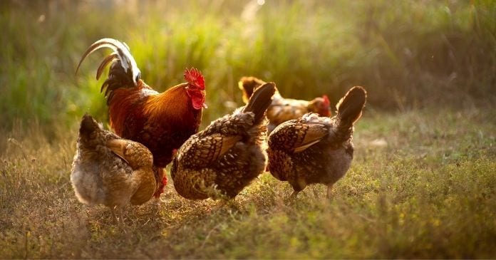 Tips for Raising Chickens in Your Backyard