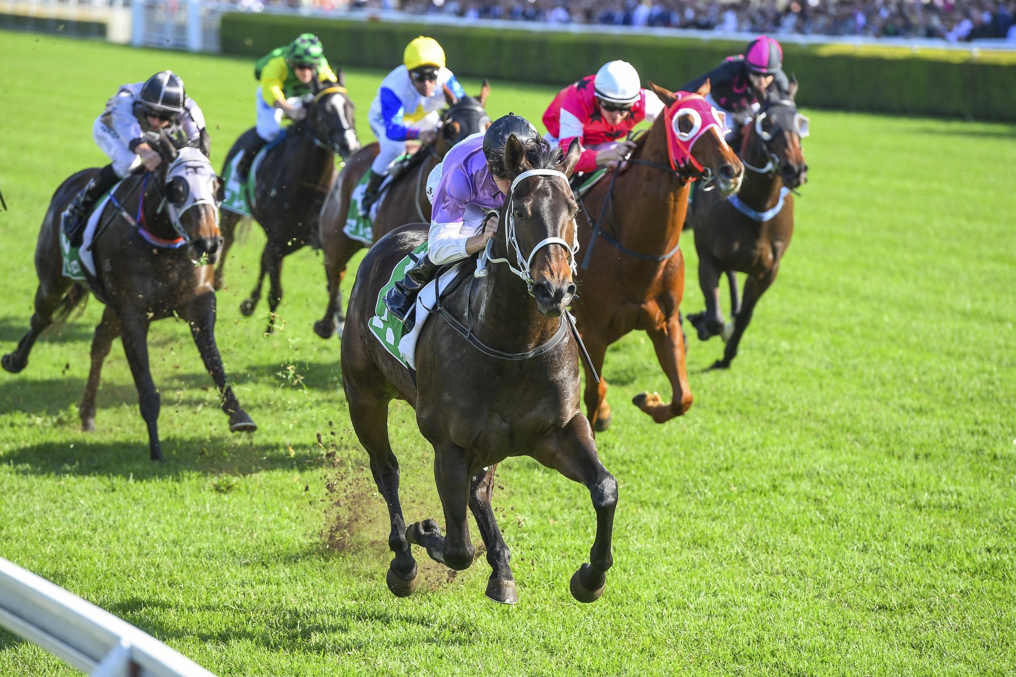 What Does A NAP Mean In Horse Racing The Zebra Good News In Alexandria