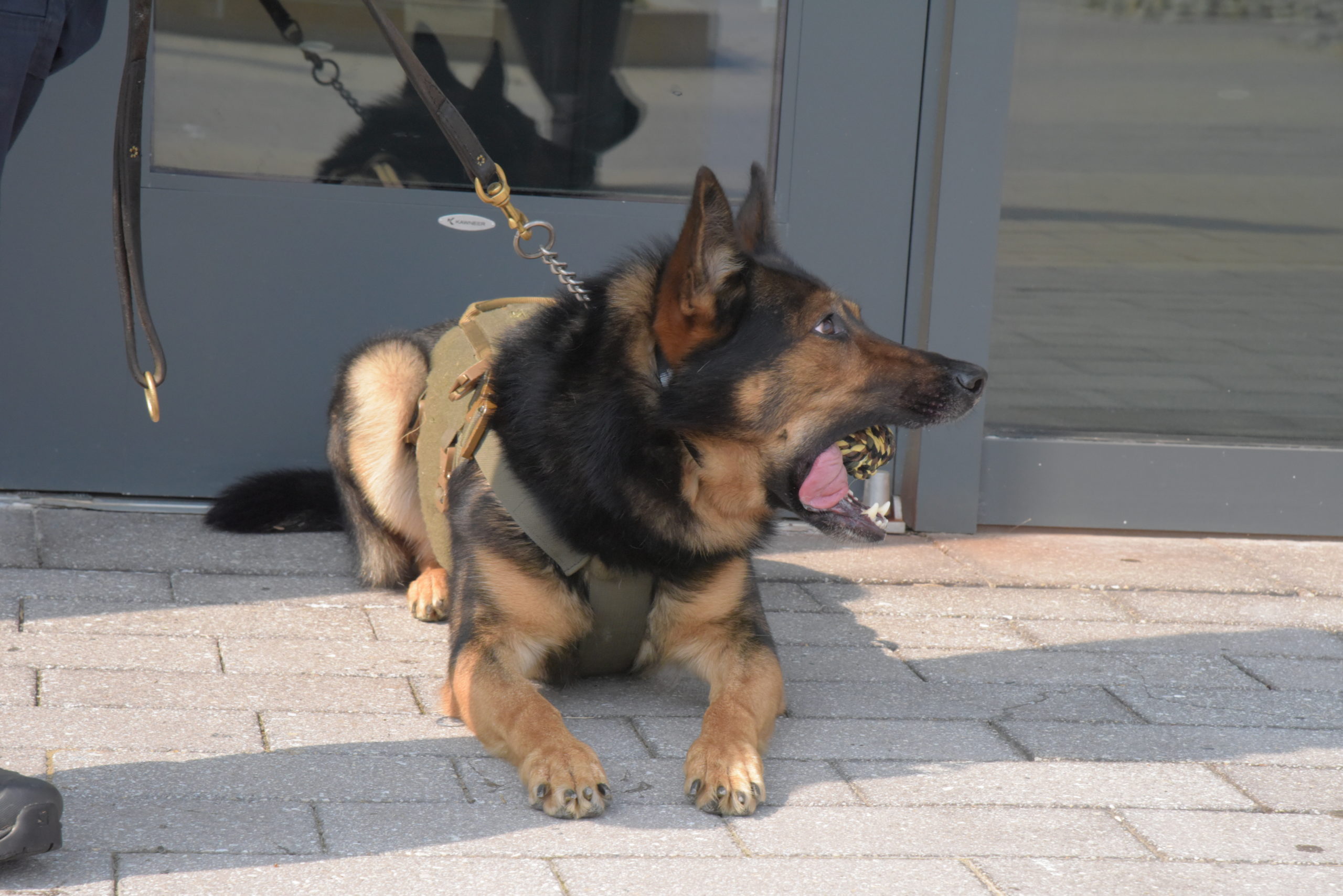 Gilpin seeks donations for care of township's police dog