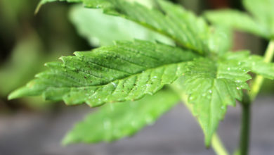 Young green medicinal marijuana plant in a pot after a rain. (Photo: Licensed to The Zebra Press LLC by istockphoto.com)