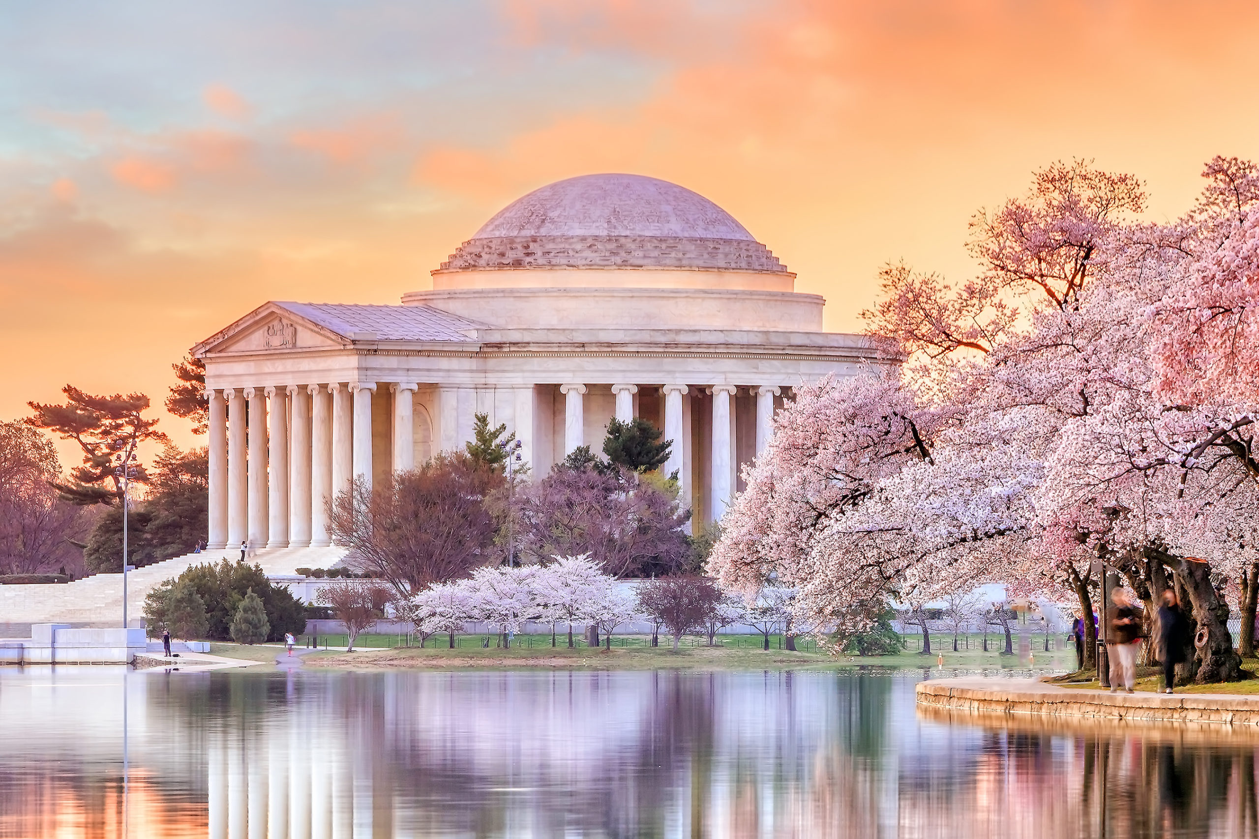 Washington Nationals Honor City's Iconic Cherry Blossoms with City