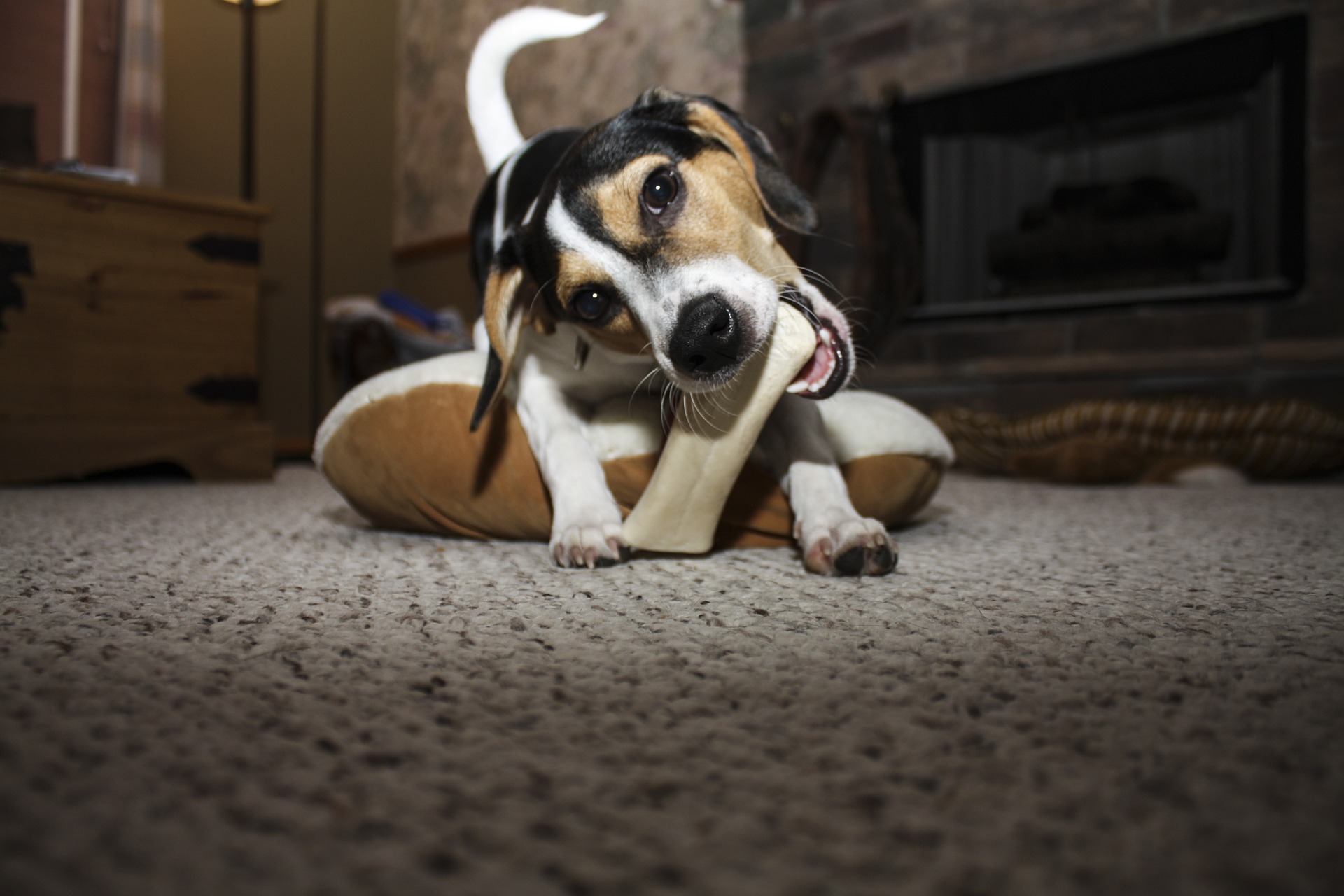 NFR Maine - Canine Enrichment is so important for dogs of