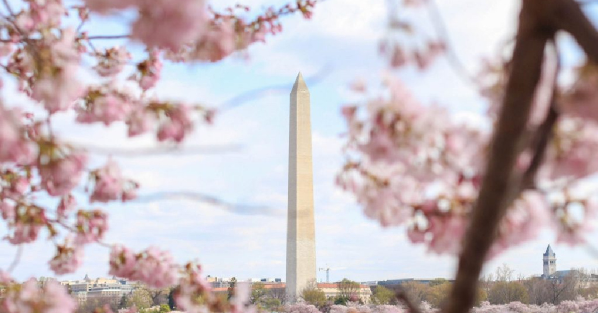 Washington's Iconic National Cherry Blossom Festivities Return, March 20 -  April 17, 2022 - The Zebra-Good News in Alexandria