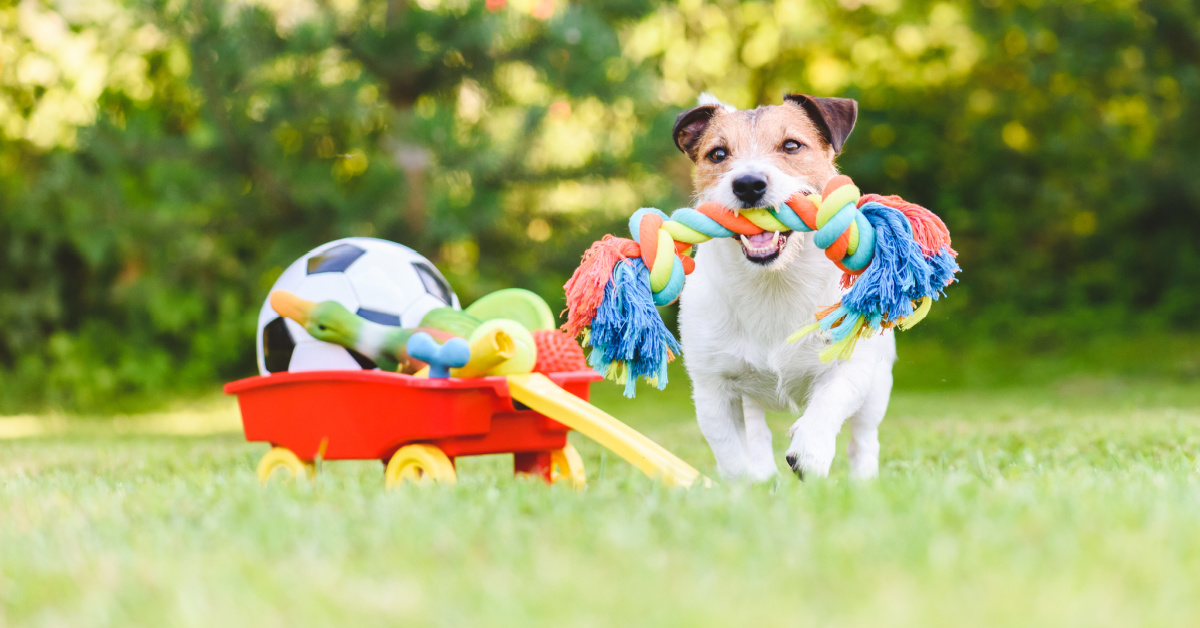 The Importance of Enrichment – Yaletown Dog Training