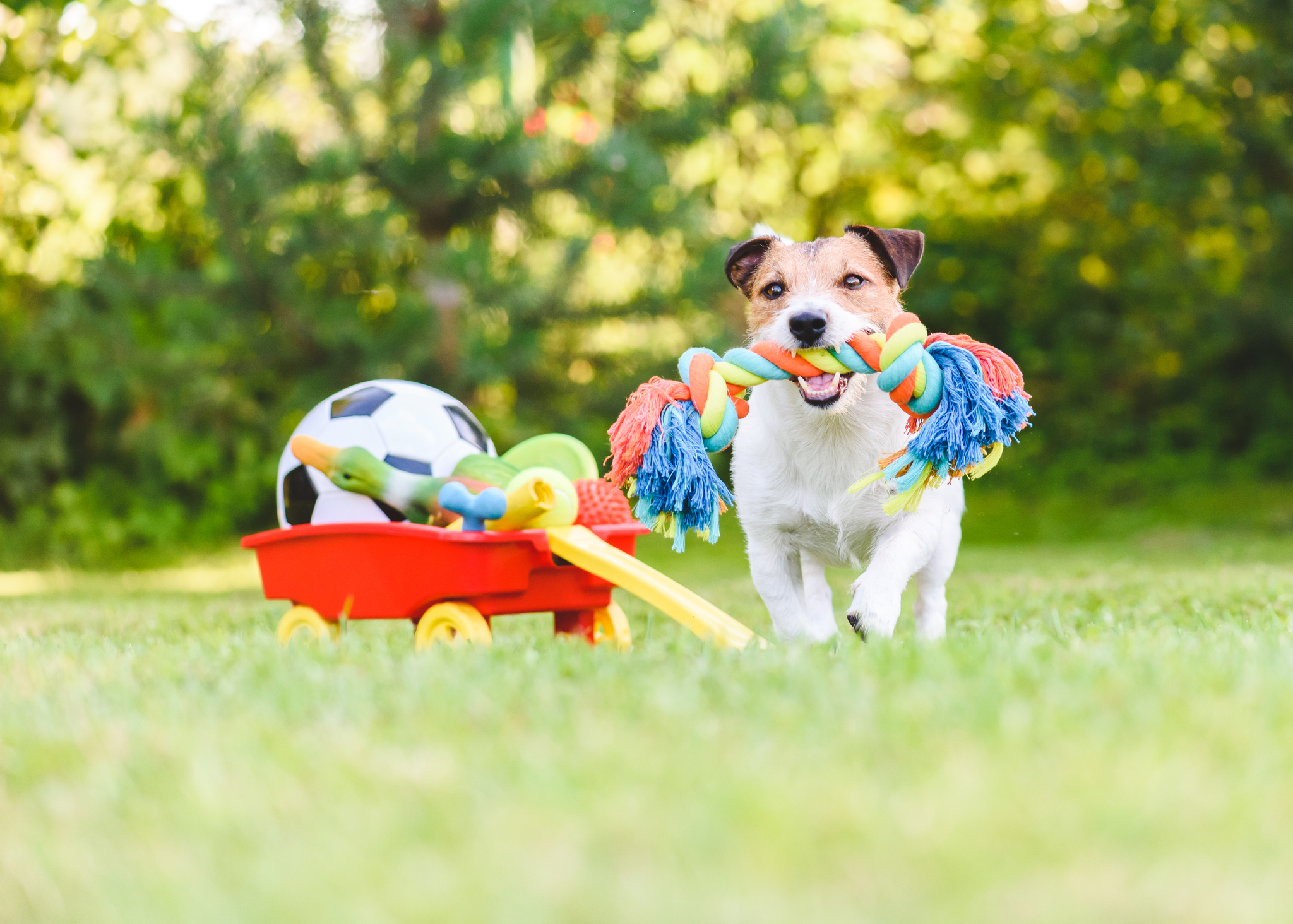 Why your dog needs enrichment toys