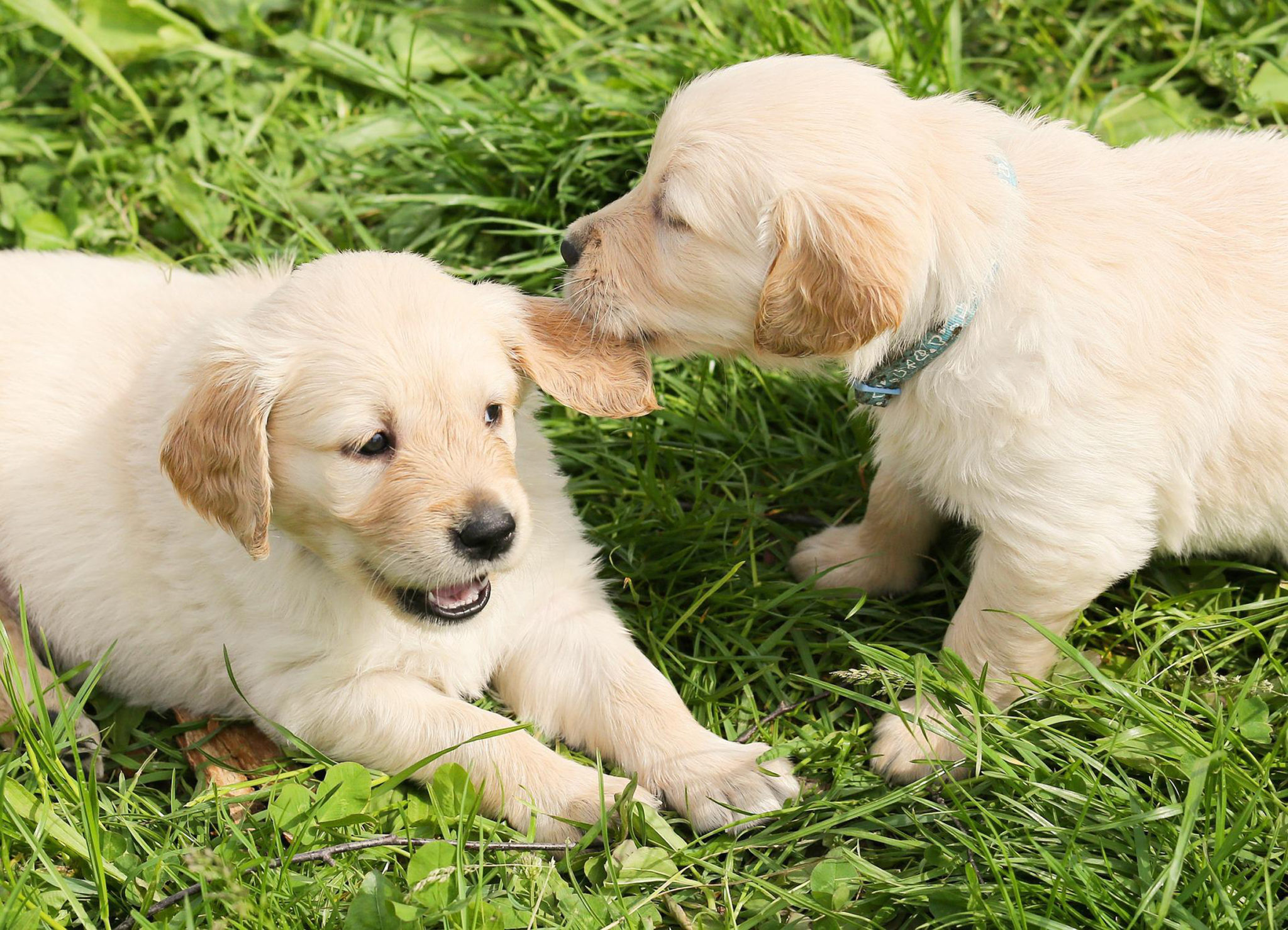 Puppy Play Gym -   Puppy play, Foster puppies, Puppies