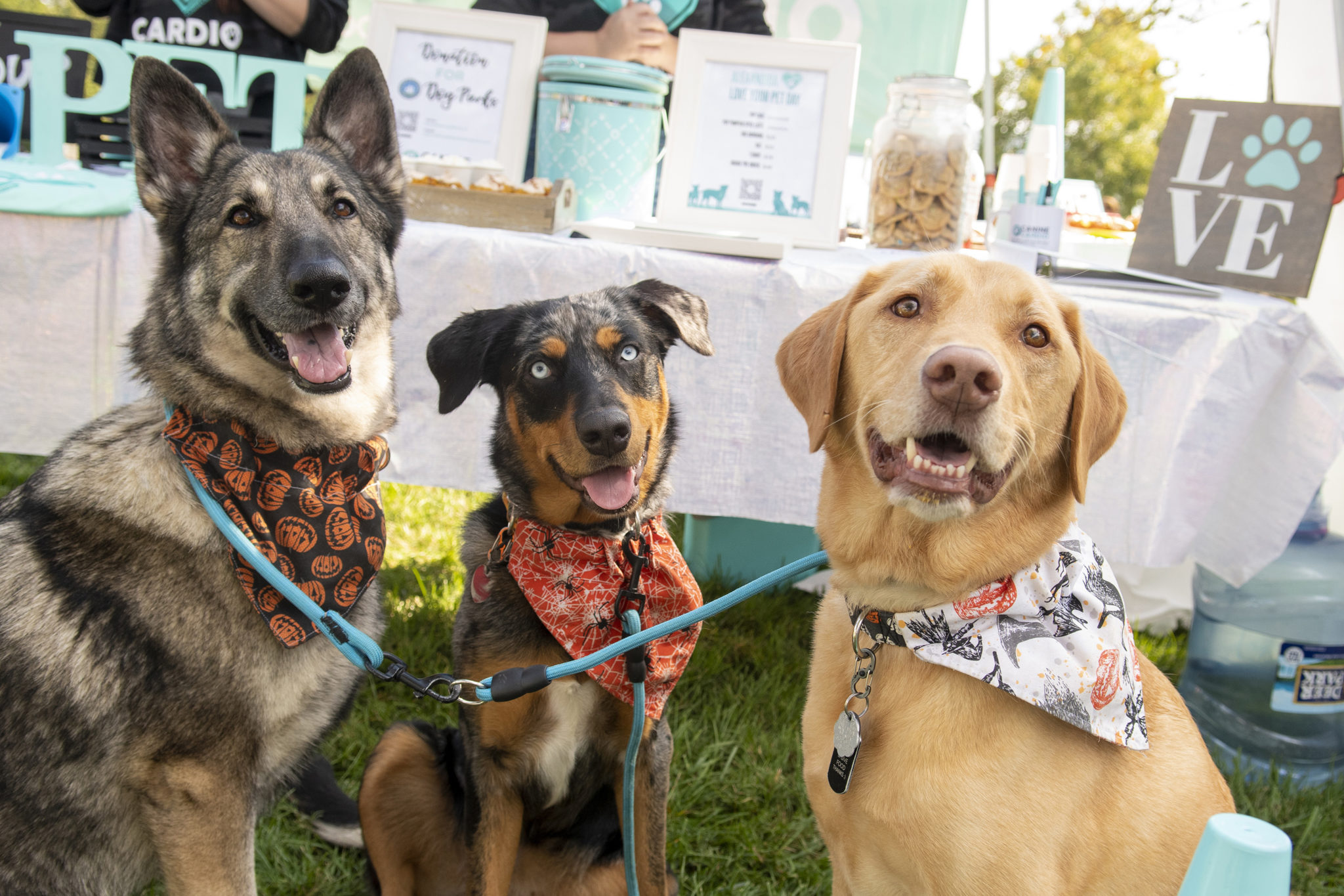 three dogs, a shepherd, a mix, and a golden, wear bandanas and smile at the camera