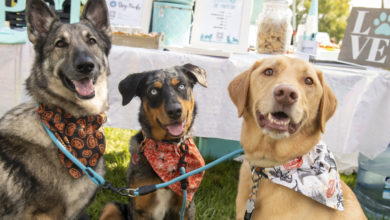 three dogs wear bandanas in a park