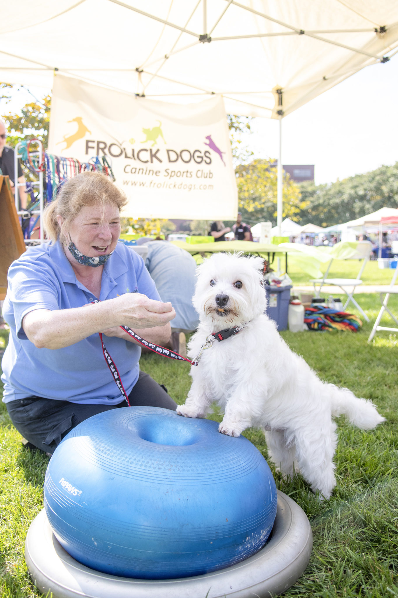 a small white dog balances on a bosu ball with his trainer