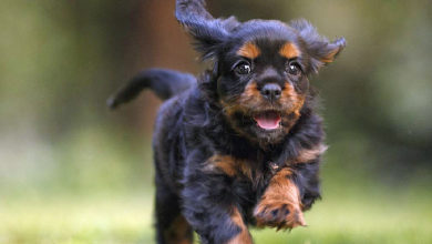 NFR Maine - Canine Enrichment is so important for dogs of