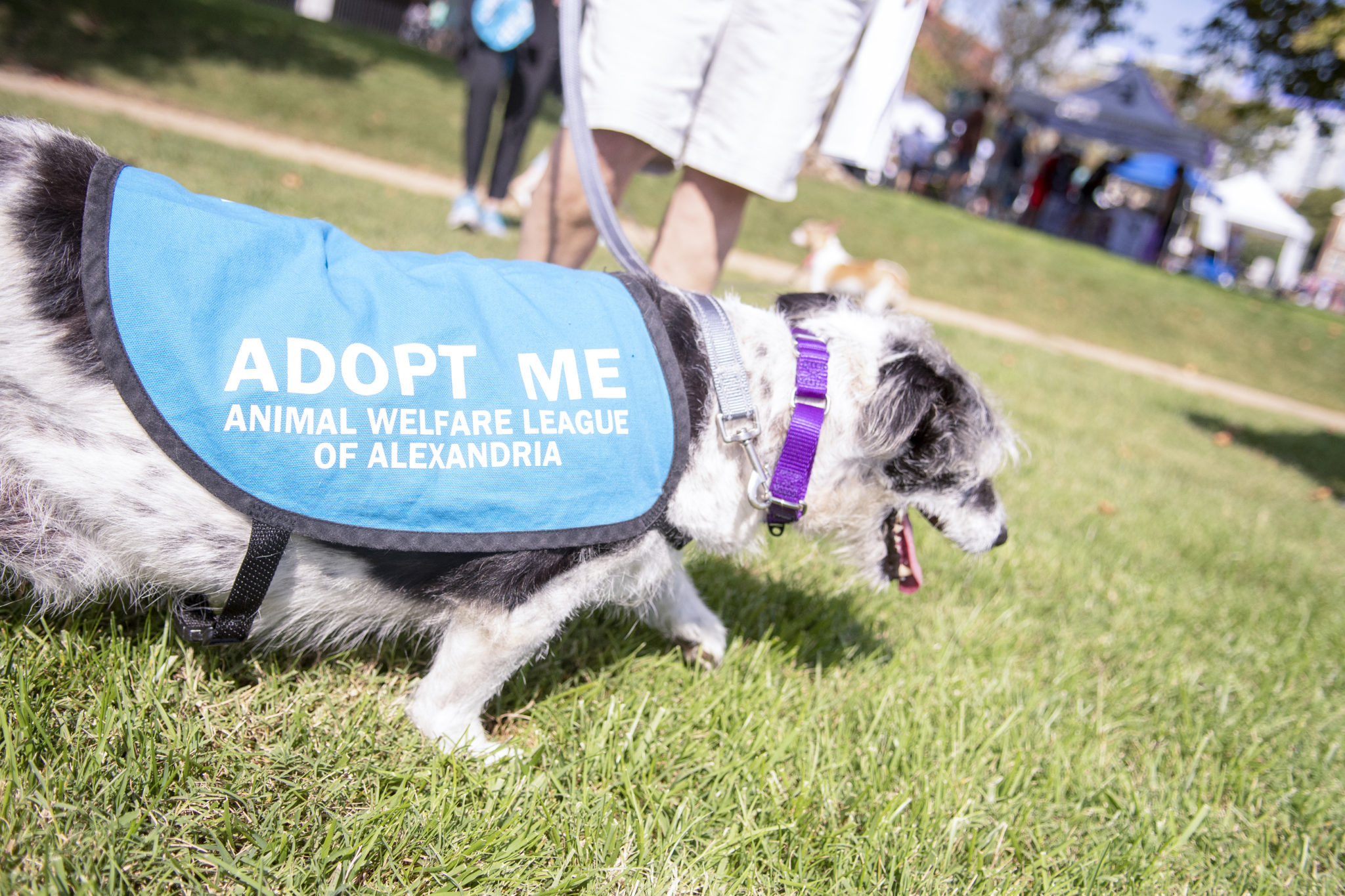 a small mutt dog wears an adopt me vest and treads through green grass