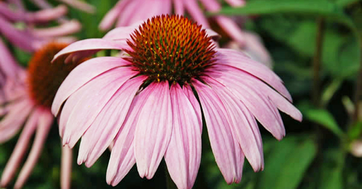 Best Heat Loving Perennials For Summer