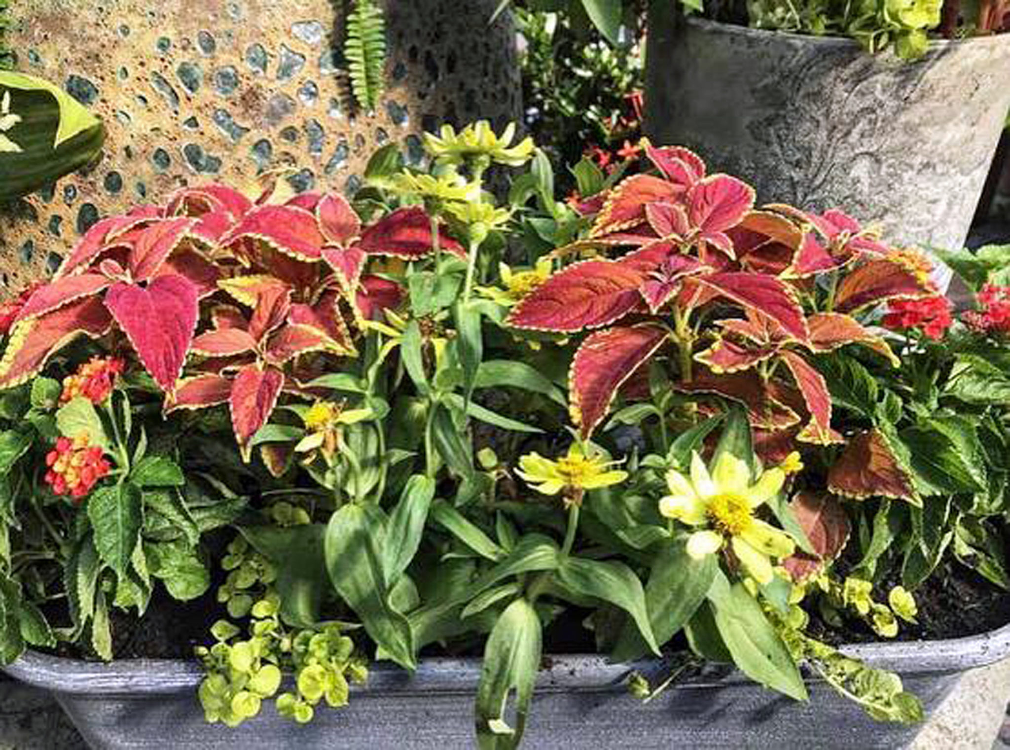 Thriller, spiller, filler: how to plant up containers successfully