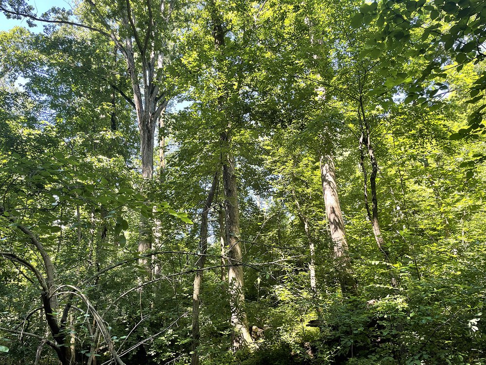 Monticello Park in North Ridge area of Alexandria is now an Old-Growth Forest 