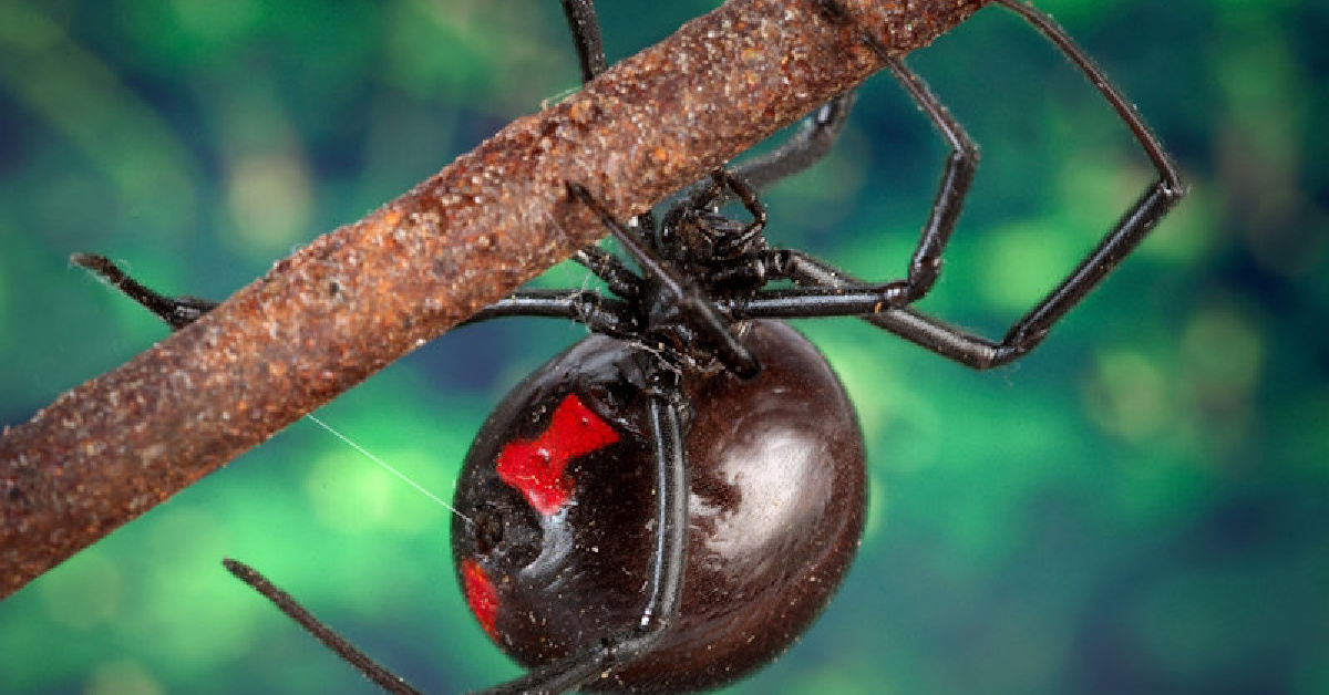 poisonous spiders black and yellow