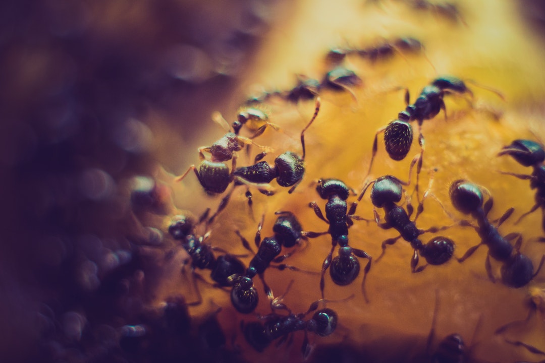 a group of sugar ants