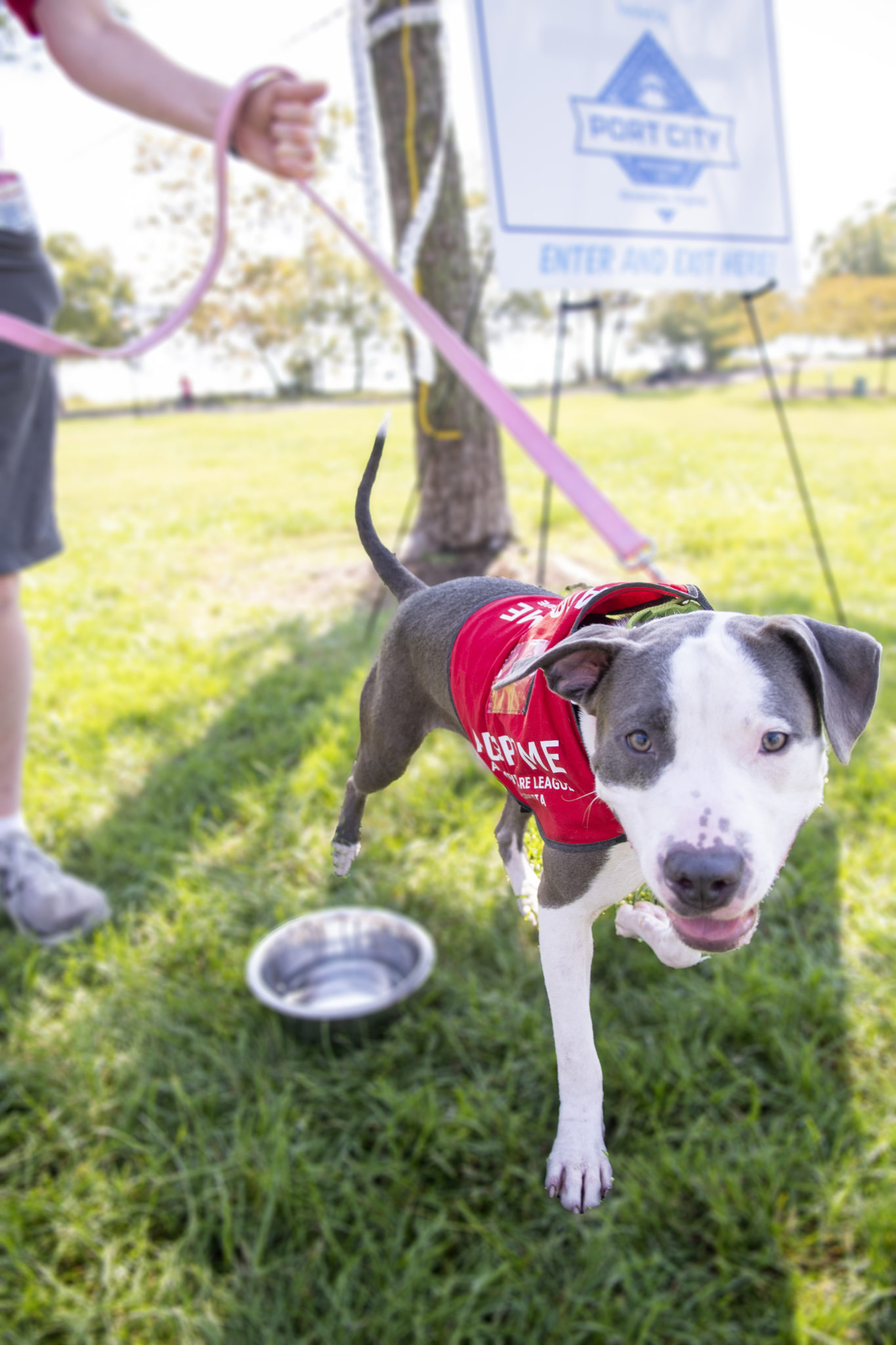 A gray and white pitbull wearing an adoption vest smiles at the camera 