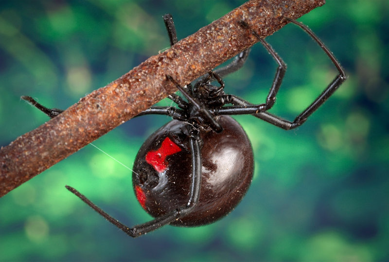 black widow spider clings to tree branch