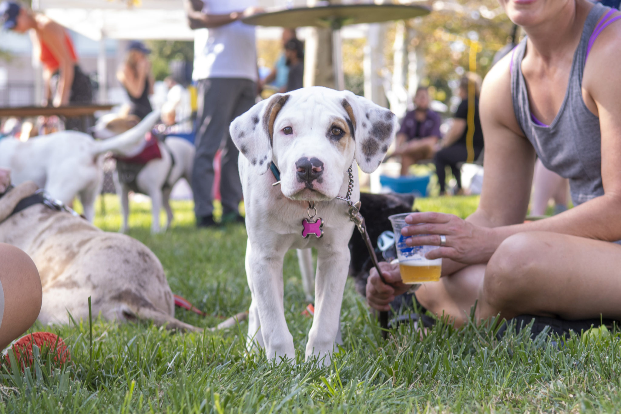 A small white dog with spots looks timidly at a camera in a grassy field