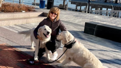 Julie Chapman of ALX Dog Walk with her two white golden retrievers.