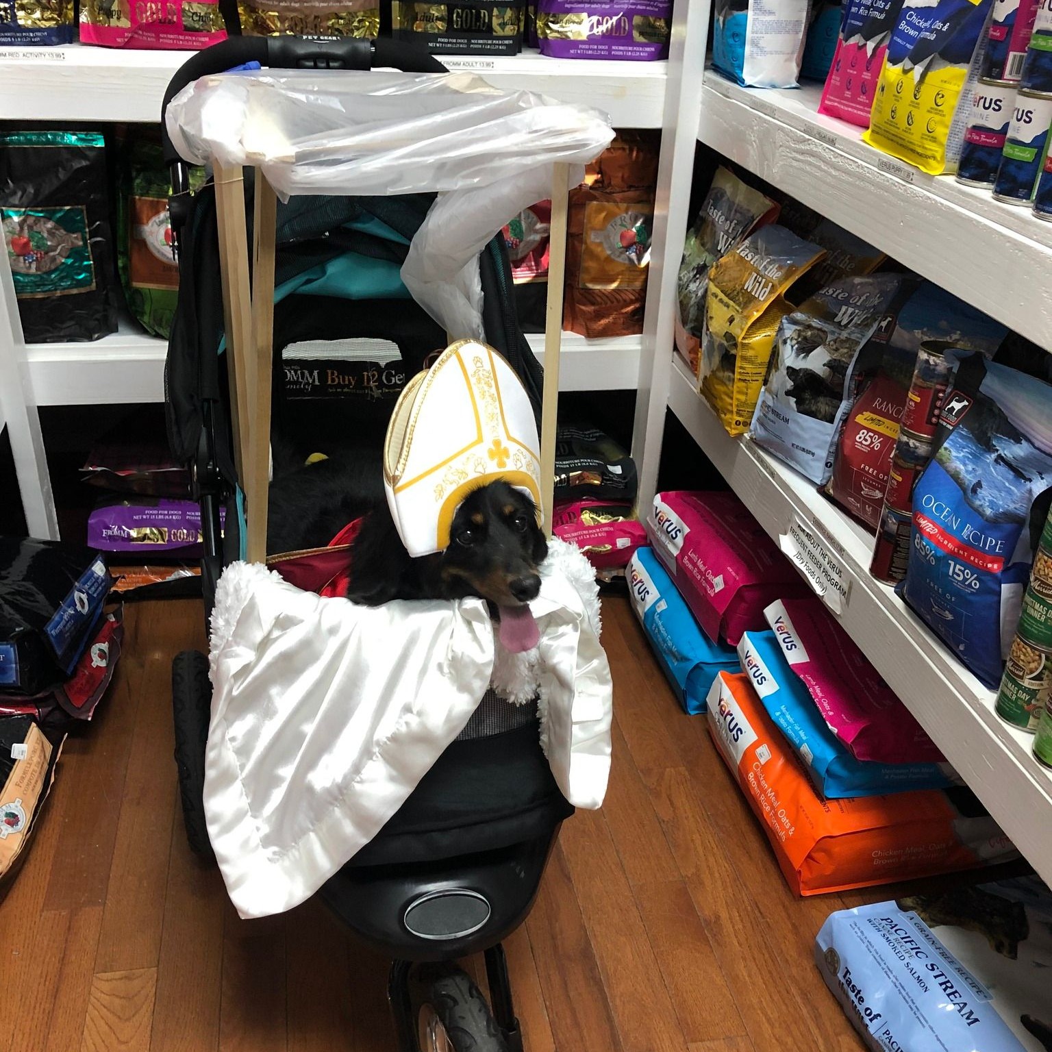 a dog in a stroller dressed as the Pope