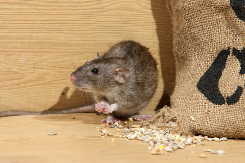 The Best Humane Mouse Traps and How to Use Them, According to Experts