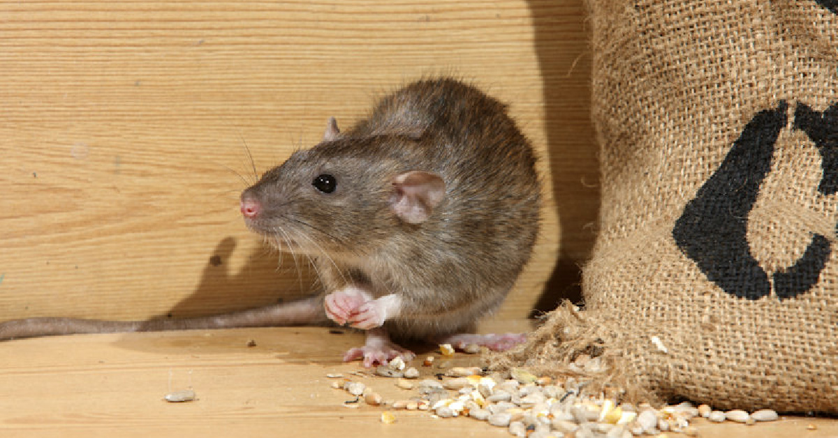 Rodent Control: How Do Professionals Keep Mice Out of Your H