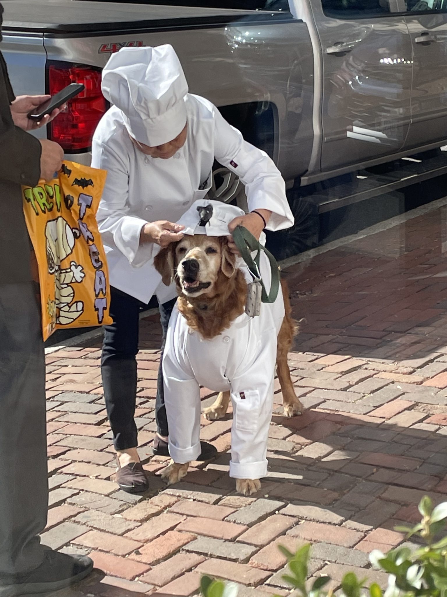 A golden retriever dressed in a chef's costume