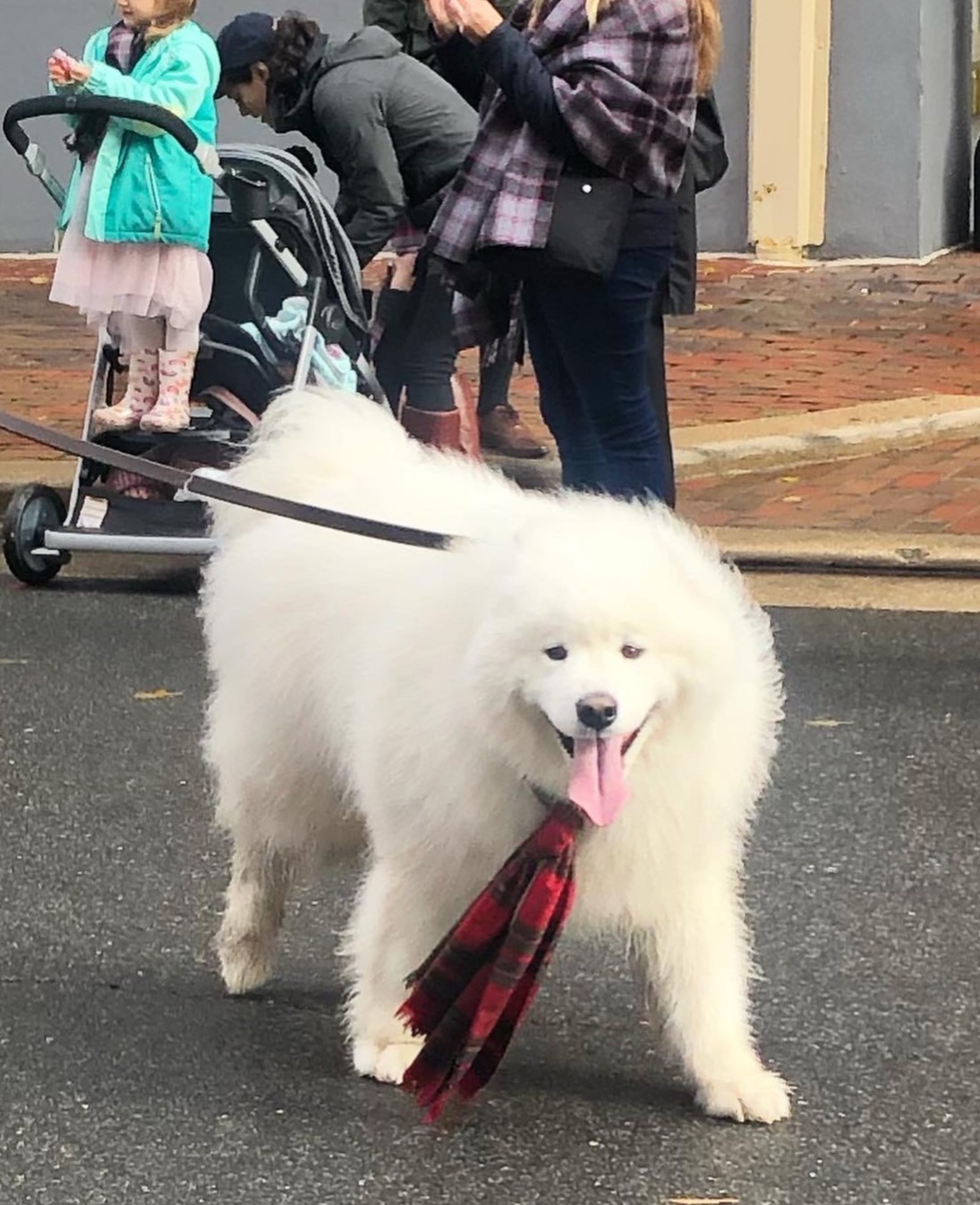 dog wearing plaid scarf