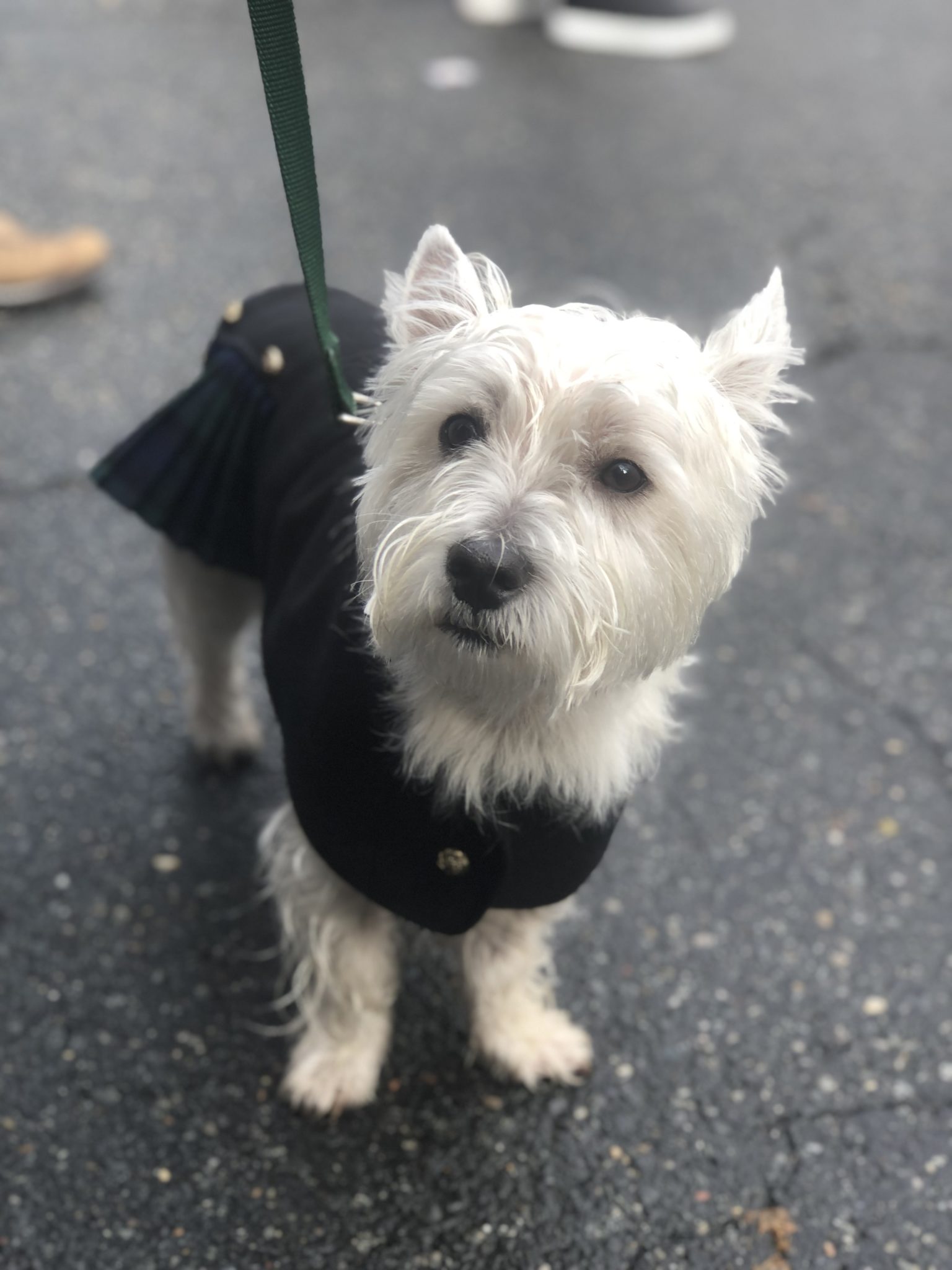 small dog wearing a kilt