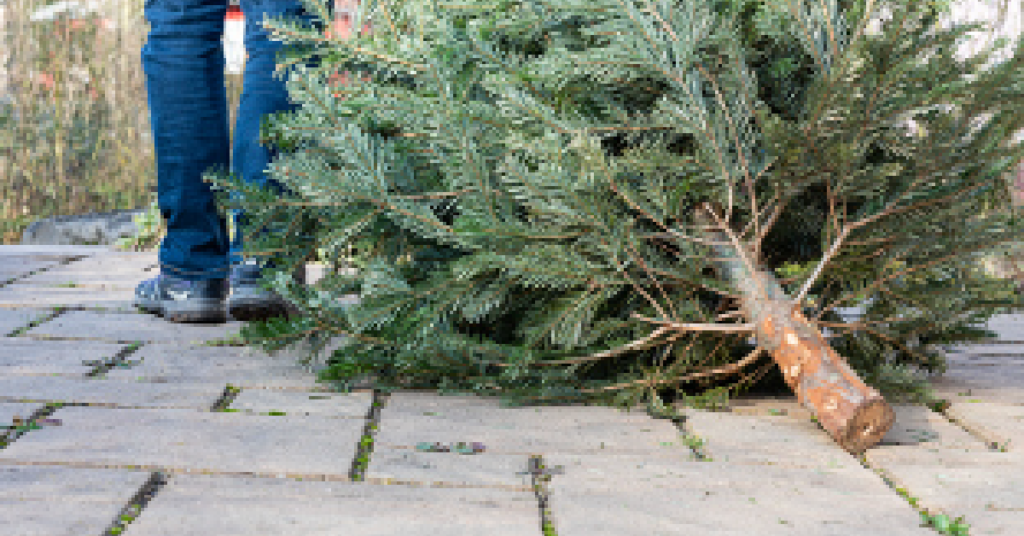 old Christmas tree curbside