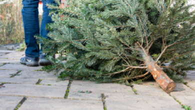 old Christmas tree curbside