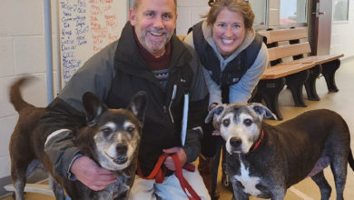 Senior DOgs Adopted