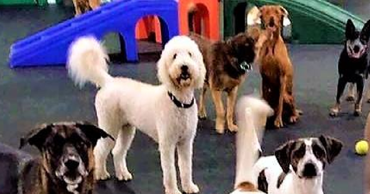 AwardWinning Doggie Daycare and Boarding Center WHOLE DOGZ in