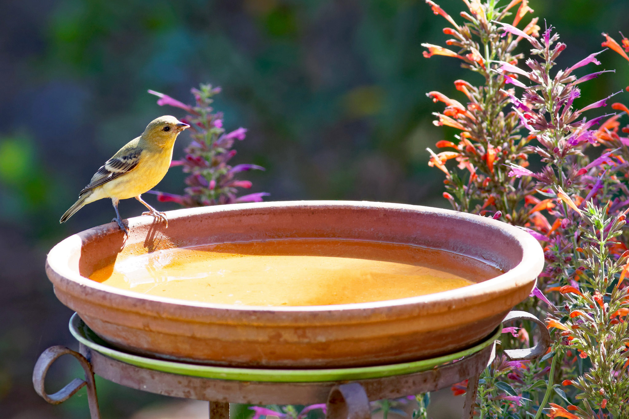 4 Tips to Lure Birds to Your Garden, and Why That's Important