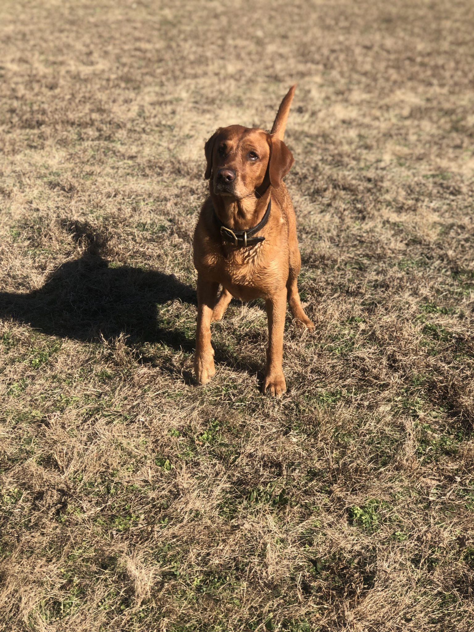 pup in grassy field